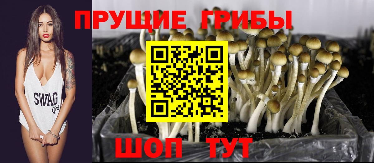 Псилоцибиновые грибы Psilocybine cubensis Кандалакша